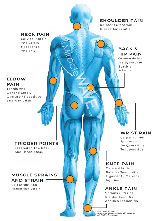 Chiropractic Burke VA Muscle System